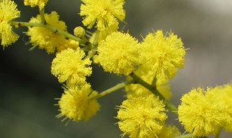 Auguri Alla Donna.. alla Mamma, alla moglie, alla sorella e alla figlia